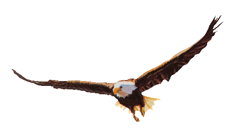 flying hawk